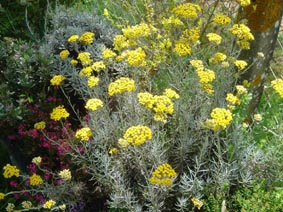 Helichrysum italicum ssp serotinum